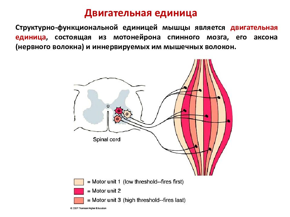 Структурно функциональная единица. Структурно-функциональные единицы мышц схема. Двигательная единица мышцы схема. Структурно-функциональной единицей мышцы является. Мышца структурно-функциональная единица мышечной системы.