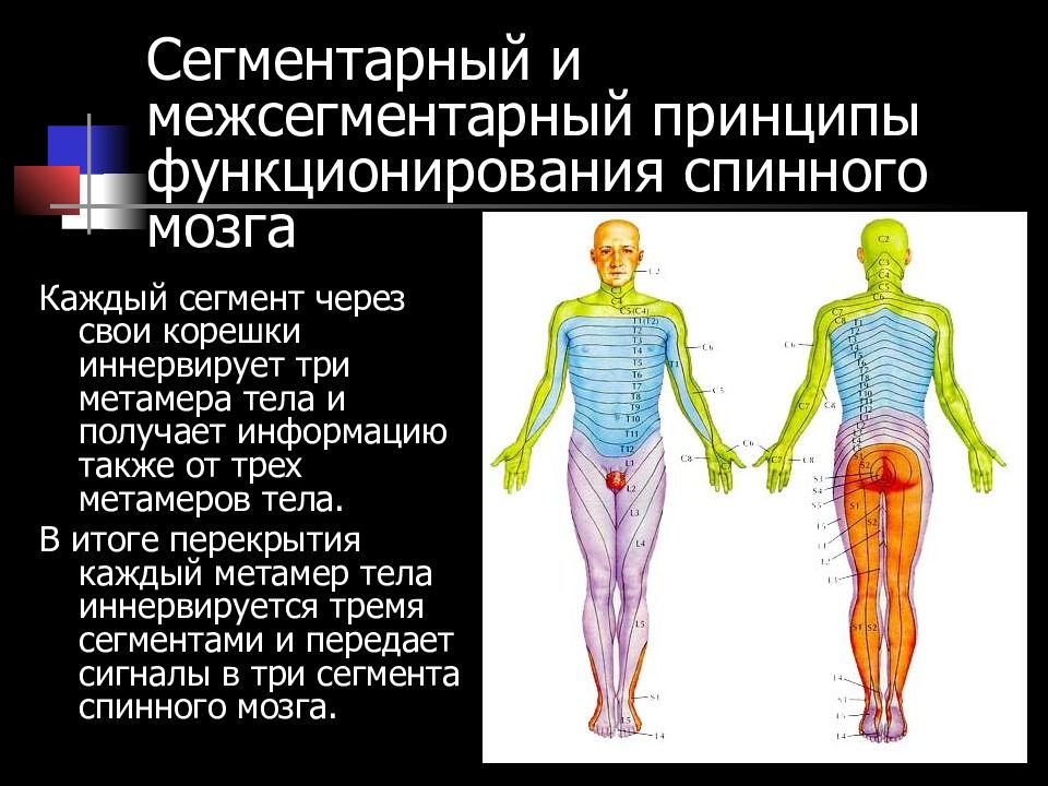 Схема сегментарной иннервации кожи корешками спинномозговых нервов