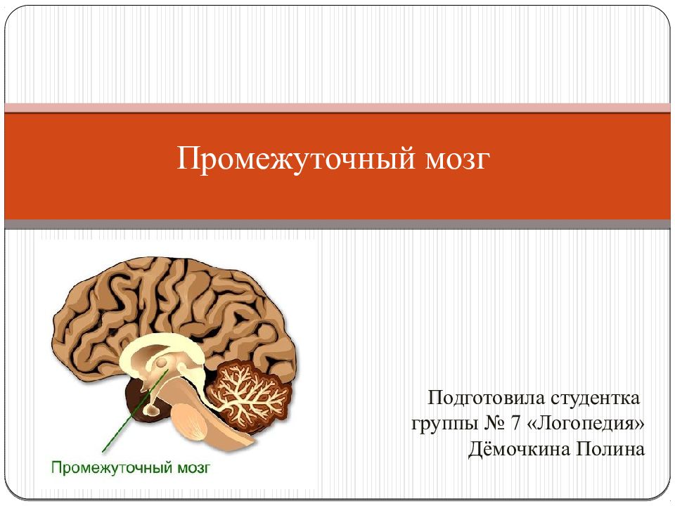 Промежуточный мозг