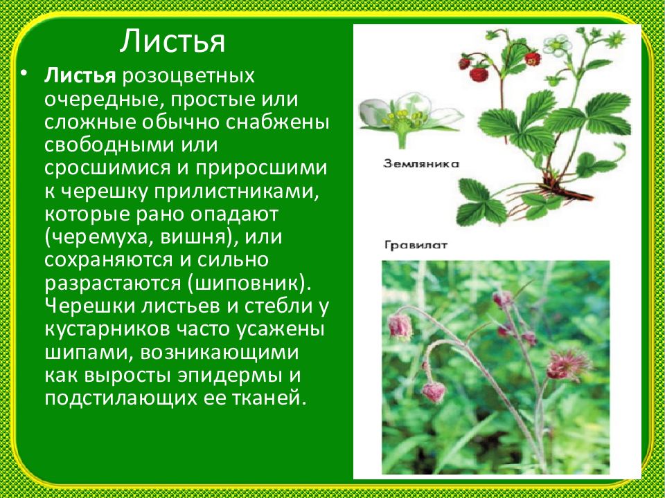 Розоцветные листья. Листья розоцветных растений. Розоцветные семейство брусника. Семейство Розоцветные строение листа. Семейство Розоцветные строение листьев.