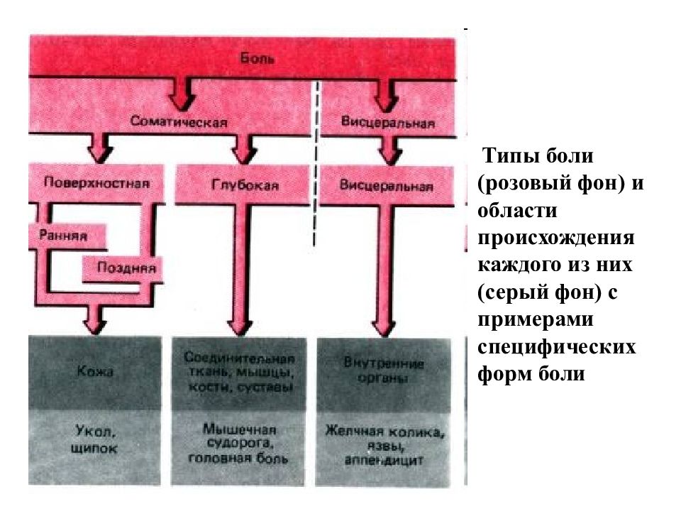 Ранние боли. Соматическая и висцеральная боль. Виды соматической и висцеральной боли. Ранняя соматическая боль. Типы болезненности.