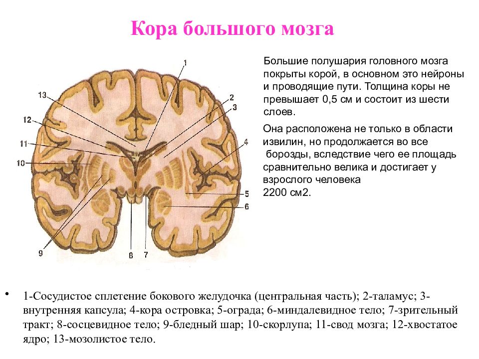 Наличие коры головного мозга. Строение слоев коры головного мозга. Большие полушария головного мозга строение коры. Слои коры полушарий головного мозга. Схема строения коры головного мозга.