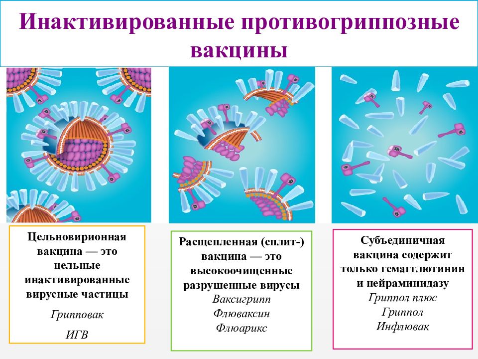 Презентация вакцины виды вакцин