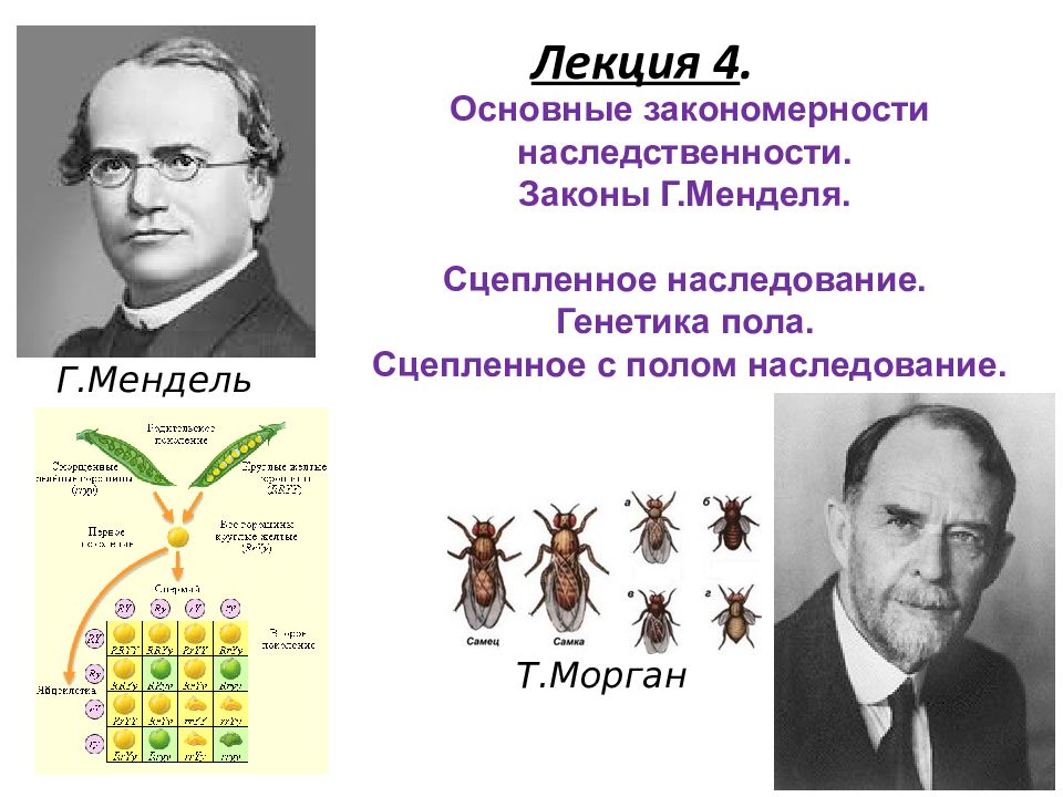 Генетические закономерности открытые г менделем презентация 11 класс