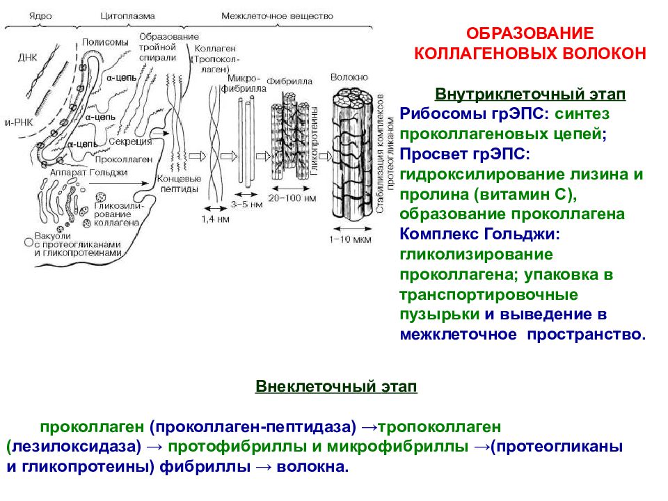Схема ультрамикроскопического строения фибробласта и образования волокнистого компонента