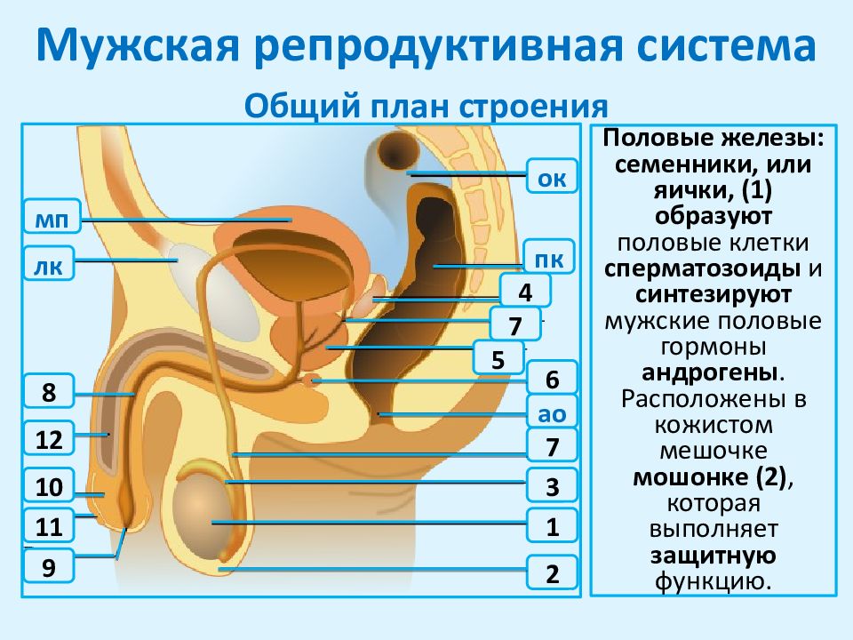 Общий план строения мужской половой системы