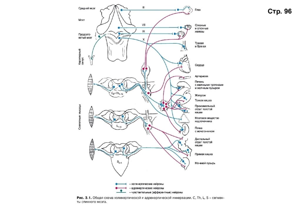 Адренергический нейрон. Схема холинергической и адренергической иннервации. Общая схема холинергической иннервации. Иннервация прямой кишки схема. Общая схема холинергической иннервации брони.