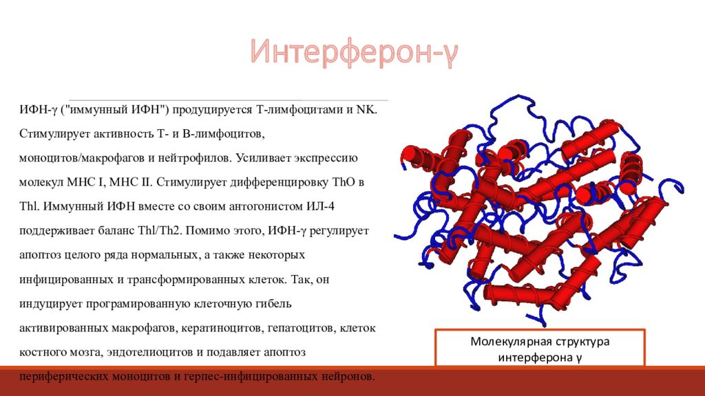 Интерферон презентация. Интерферон это цитокин. Иммунный интерферон. Интерферон строение.