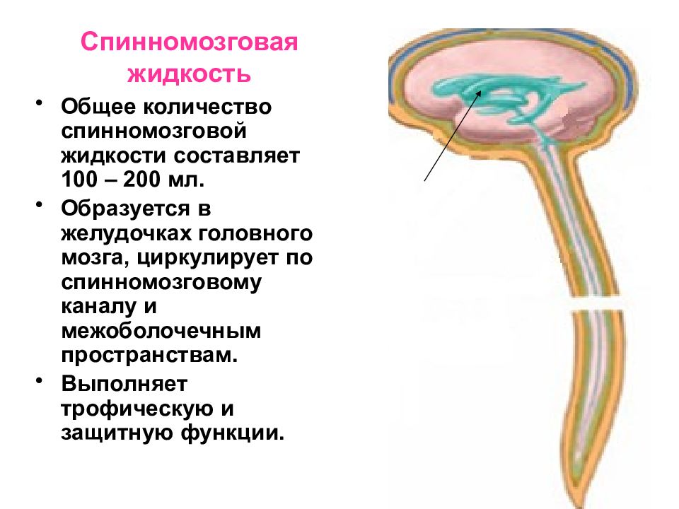 Спинномозговая жидкость презентация