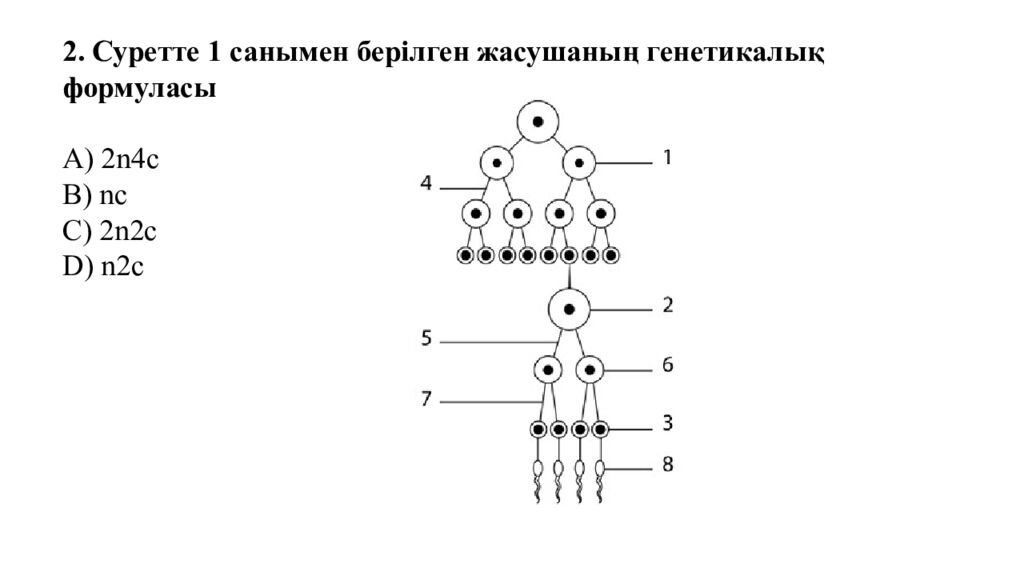 Гаметогенез. Адам гаметогенезінің сатылары. Сперматогенез бен оогенезді