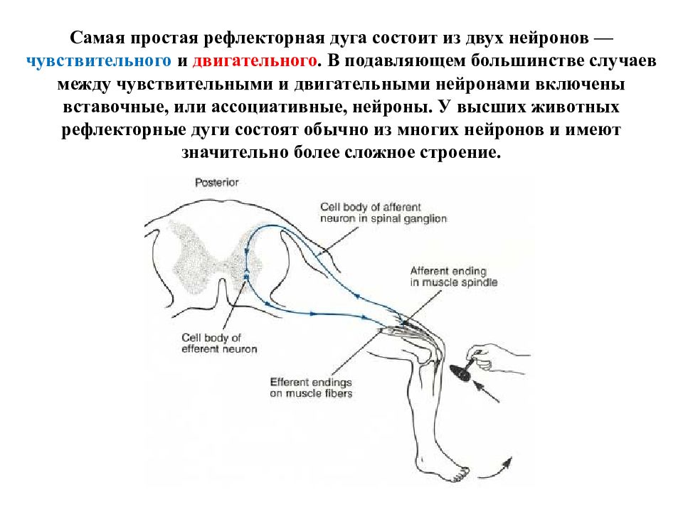 Рефлекторная дуга состоит из. Рефлекторная дуга двигательного рефлекса. Рефлекторная дуга словесно-двигательного рефлекса. Рефлекторная дуга из 2 нейронов. Рефлекс вставочные Нейроны.