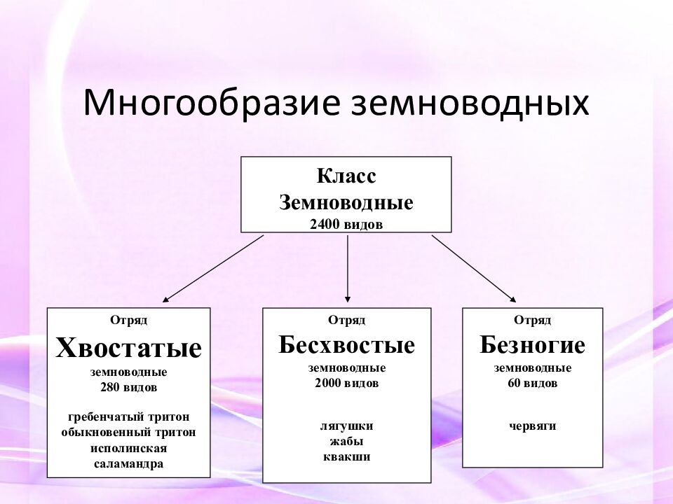 Многообразие земноводных