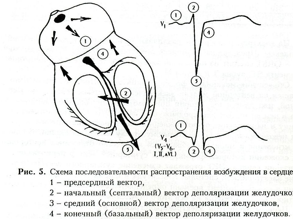 Последовательность возбуждения. Распространение возбуждения по сердцу ЭКГ. Проводящая система сердца схема с ЭКГ. Распространение возбуждения по проводящей системе сердца. Проведение возбуждения в сердце схема.