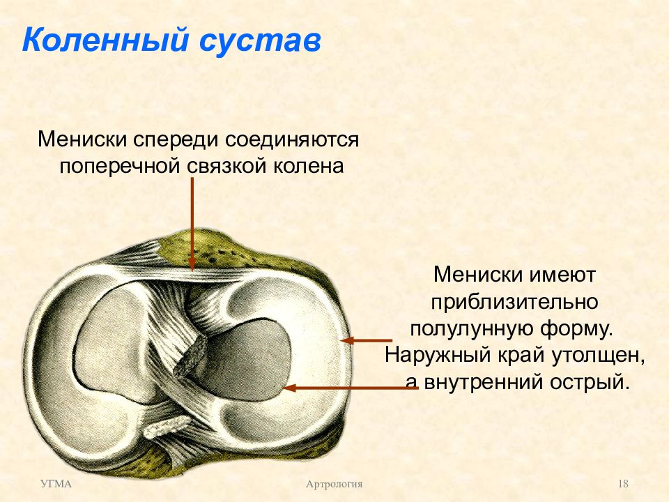 Внутренний и наружный мениски. Форма менисков коленного сустава.