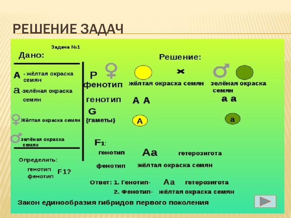 Закон доминирования схема скрещивания