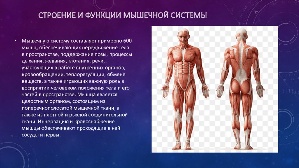 Функция каждой мышцы. Мышечная система. Строение мышечной системы. Мышечная система строение и функции. Строение и работа мышечной системы.