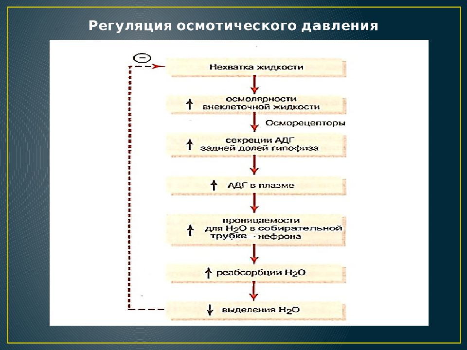 Давление механизм давления. Схема регуляции осмотического давления. Регуляция осмотического давления крови. Регуляция постоянства осмотического давления крови. Участие почек в регуляции осмотического давления.