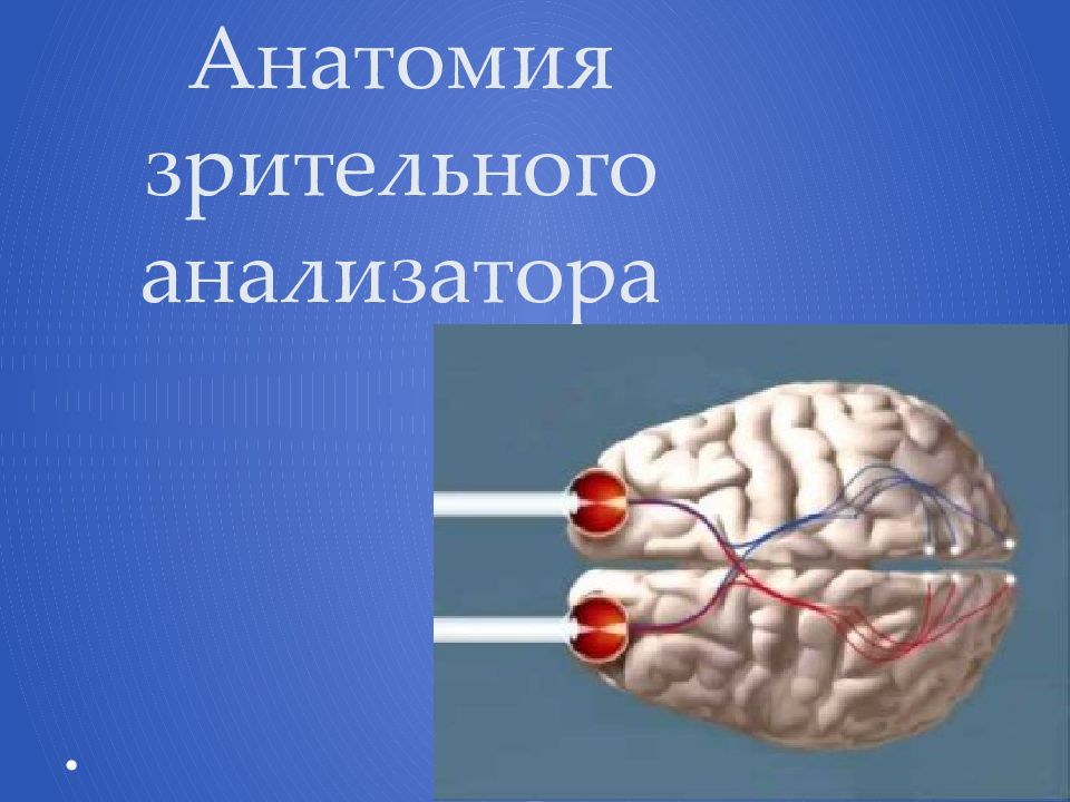 Анализаторы анатомия презентация