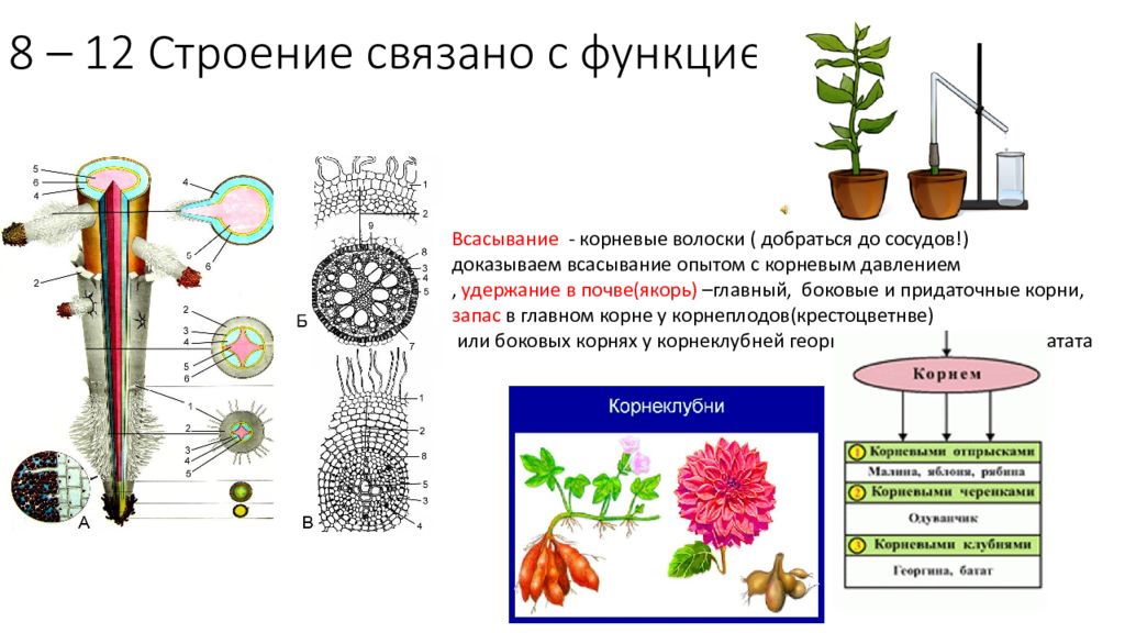 Ботаника в таблицах и схемах