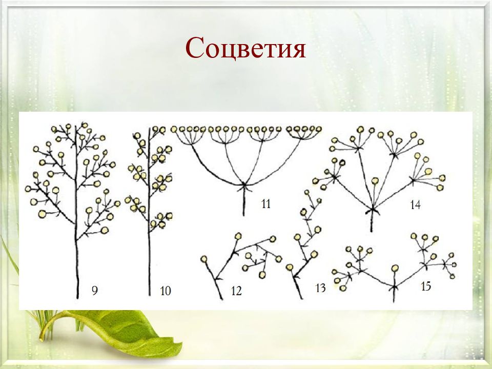 Соцветие метелка. Петрушка схема соцветия. Полынь Тип соцветия. Соцветие Султан схема. Полынь соцветие схема.