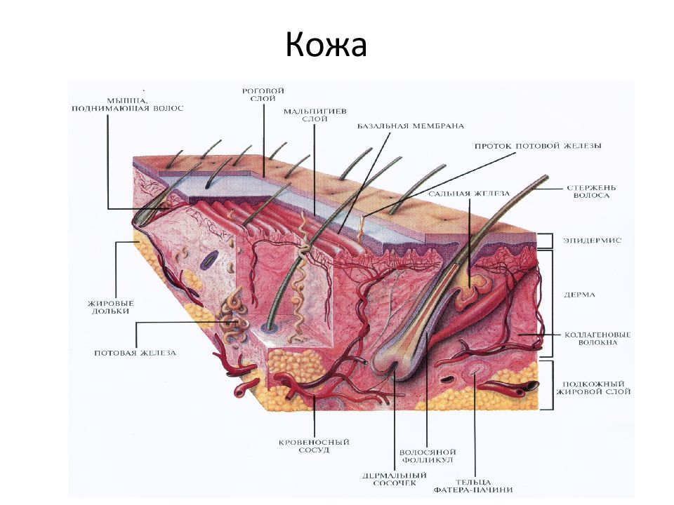 Строение кожи птиц. Мальпигиев слой кожи. Роговые производные кожи птиц. Мальпигиев слой эпидермиса.