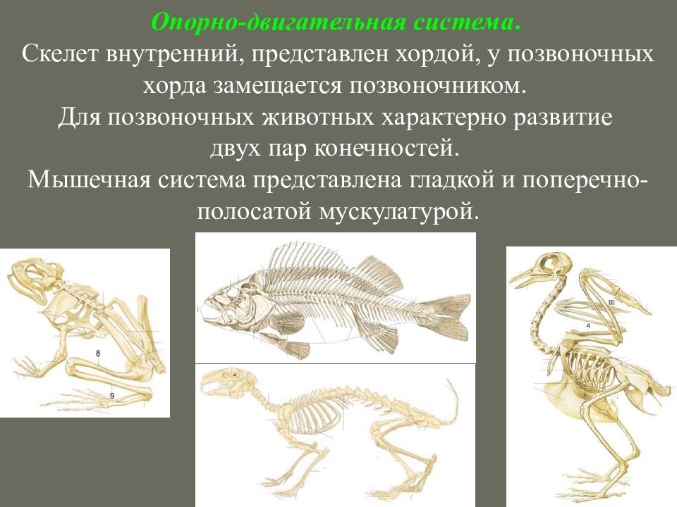 Эволюция скелета. Опорно двигательная система позвоночных и беспозвоночных схема. Опорно двигательная система хордовых. Эволюция скелета позвоночных. Опорно-двигательная система у животных беспозвоночные.