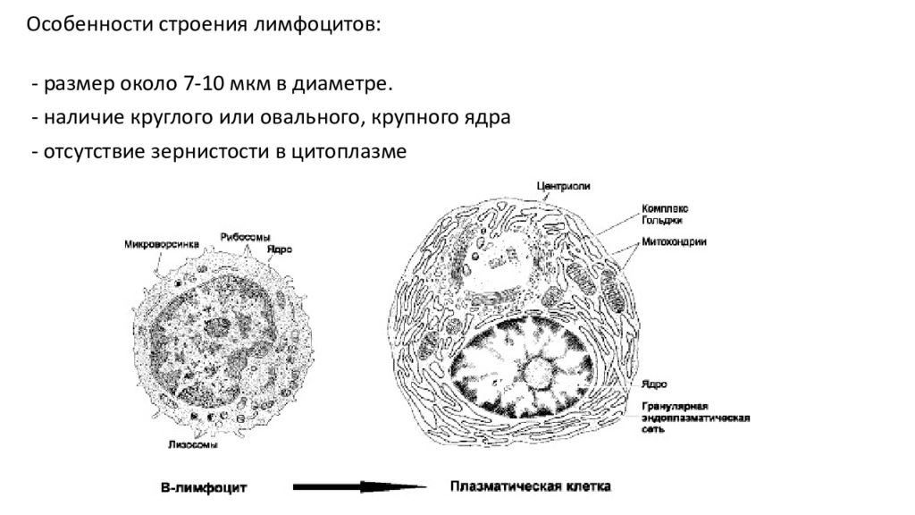 Лимфоциты структура. Лимфоциты гистология строение. Строение и функции b лимфоцитов. Т И Б лимфоциты строение. Лимфоцит строение клетки.