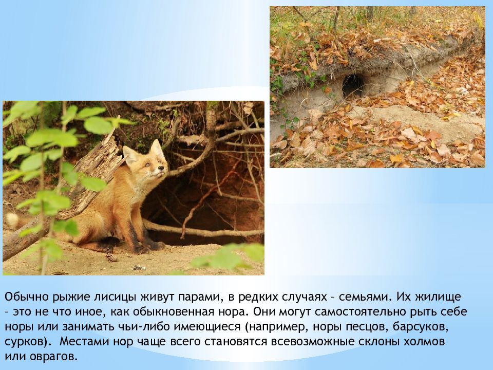 Сколько лет живут лисы. Где живет лиса. Лисы живут парами. Над Норой лисы жила белка.
