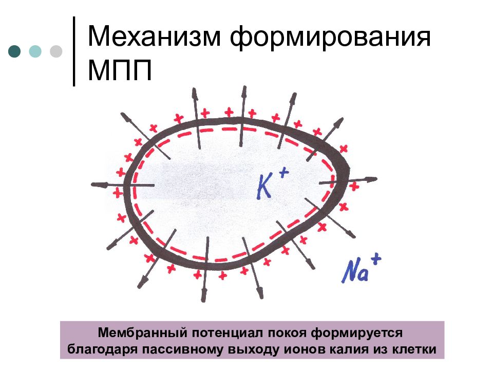 Формирование потенциала. Механизмы формирования мембранного потенциала покоя. Мембранный потенциал механизм его формирования. Ионный механизм формирования мембранного потенциала покоя. Механизм формирования потенциала покоя клетки.