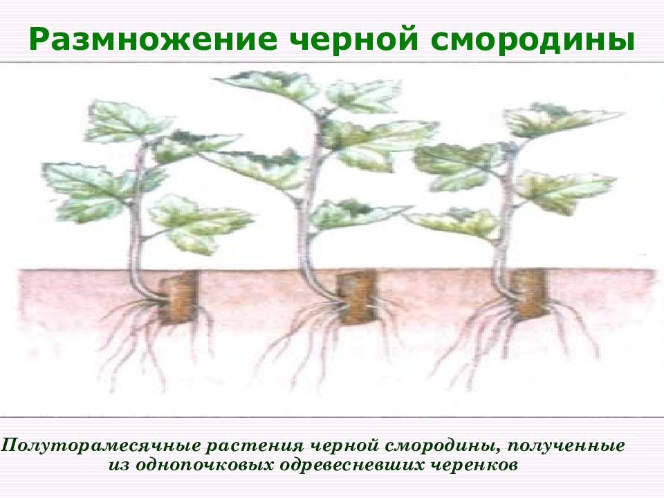 Как размножить смородину от куста летом. Размножение смородины отводками. Черенок смородины укоренить. Размножение смородины черенками.