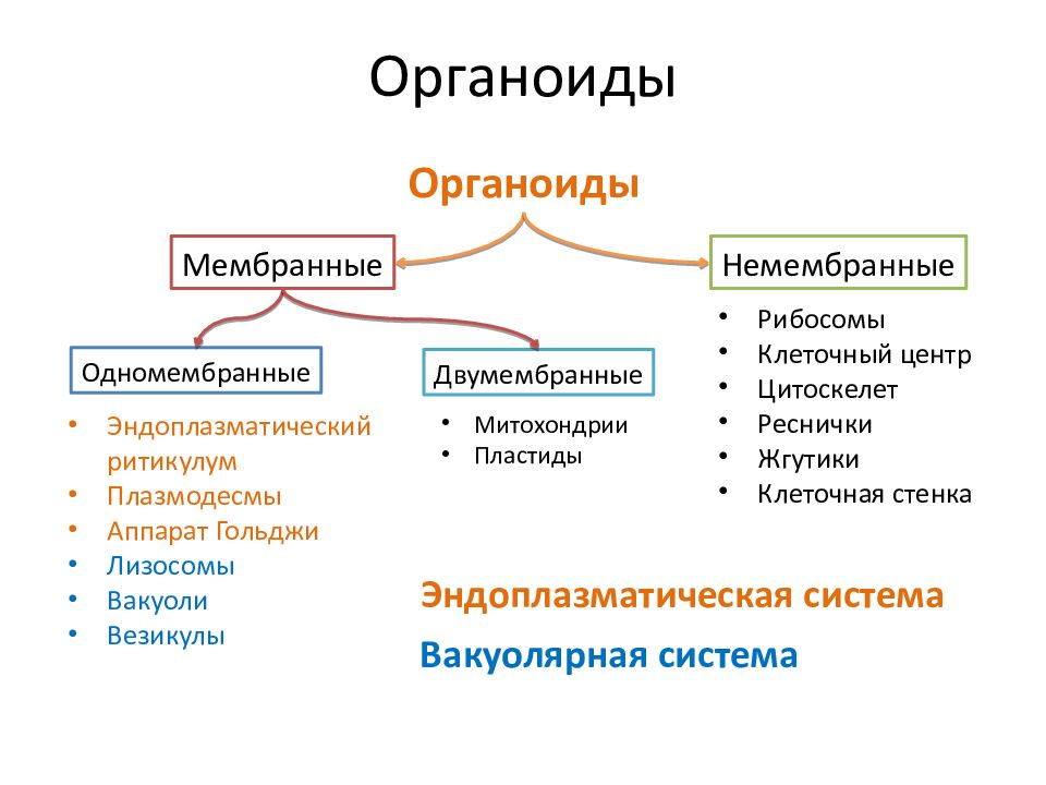 Одномембранные органоиды клетки. Одномембранные и двумембранные органоиды. Немембранные органоиды клетки. Немембранные органоиды клетки цитоскелет.