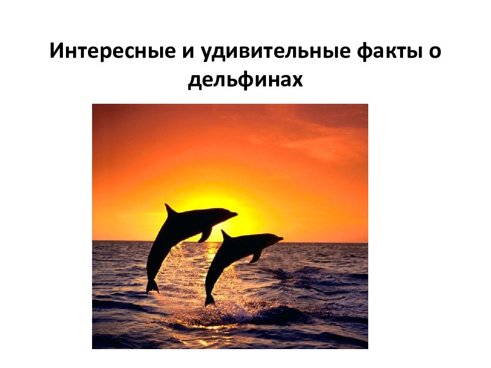 Интересные и удивительные факты о дельфинах