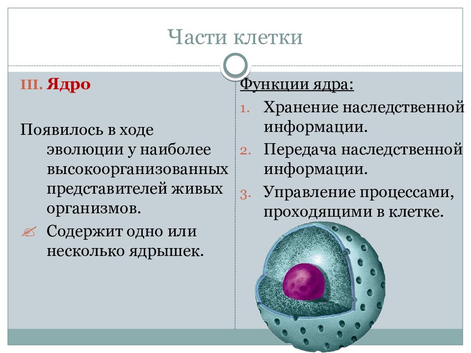 Какова функция клеточной структуры изображенной на рисунке хранение наследственной информации