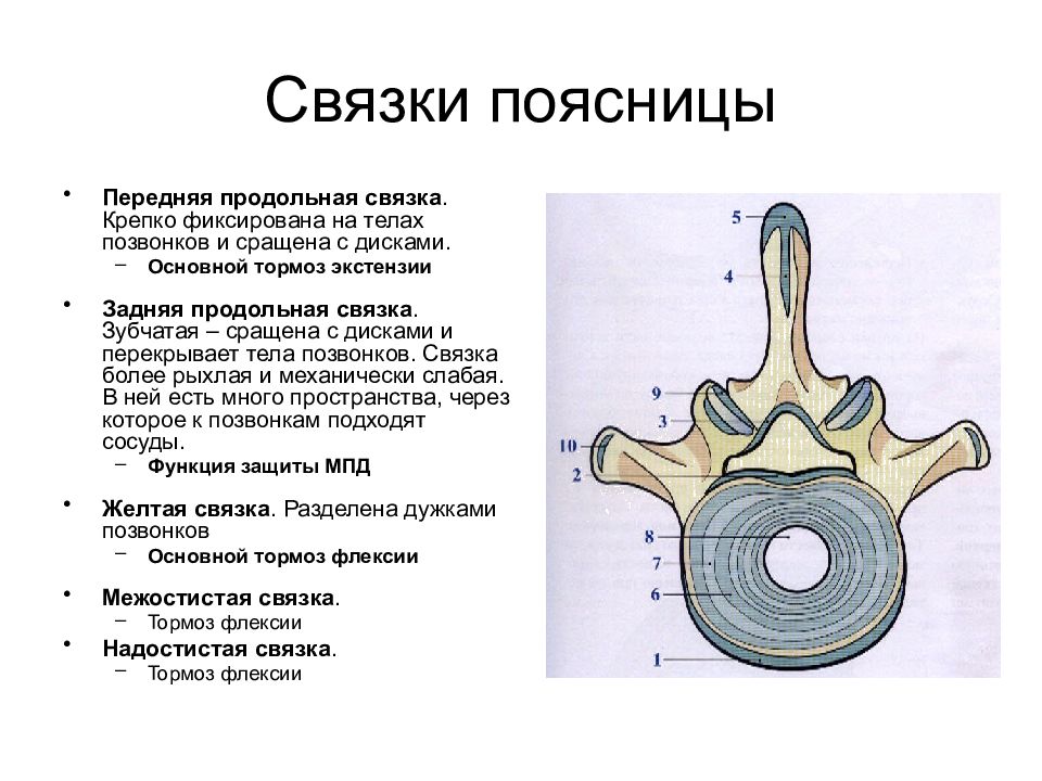 Связки позвоночника. Передние и задние продольные связки позвоночника. Передняя продольная связка. Передняя продольная связка позвоночника. Задняя продольная связка позвоночника.