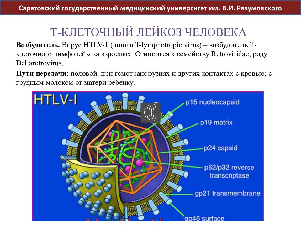 Вируст. HTLV 1 вирус. Вирусы т-клеточного лейкоза человека. Т-лимфотропный вирус человека (HTLV). Человеческий вирус т-клеточной лейкемии (HTLV).