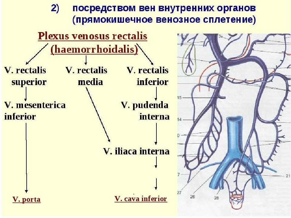 Венозные анастомозы презентация