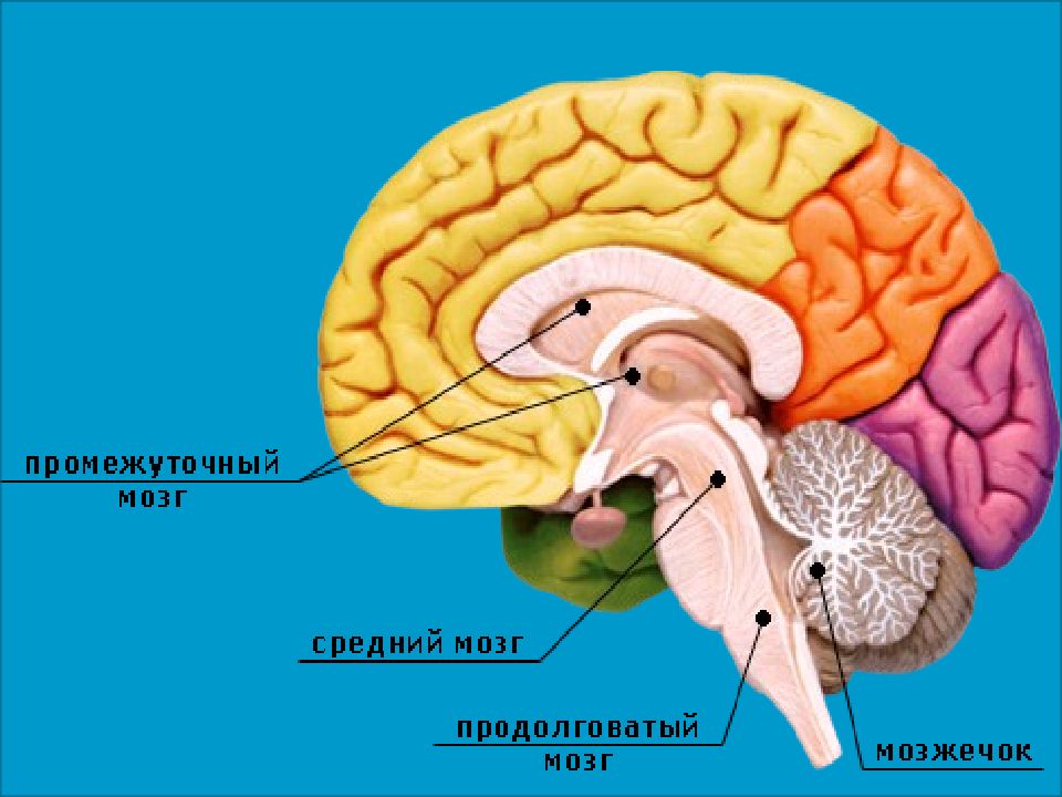 Структуры головного мозга презентация