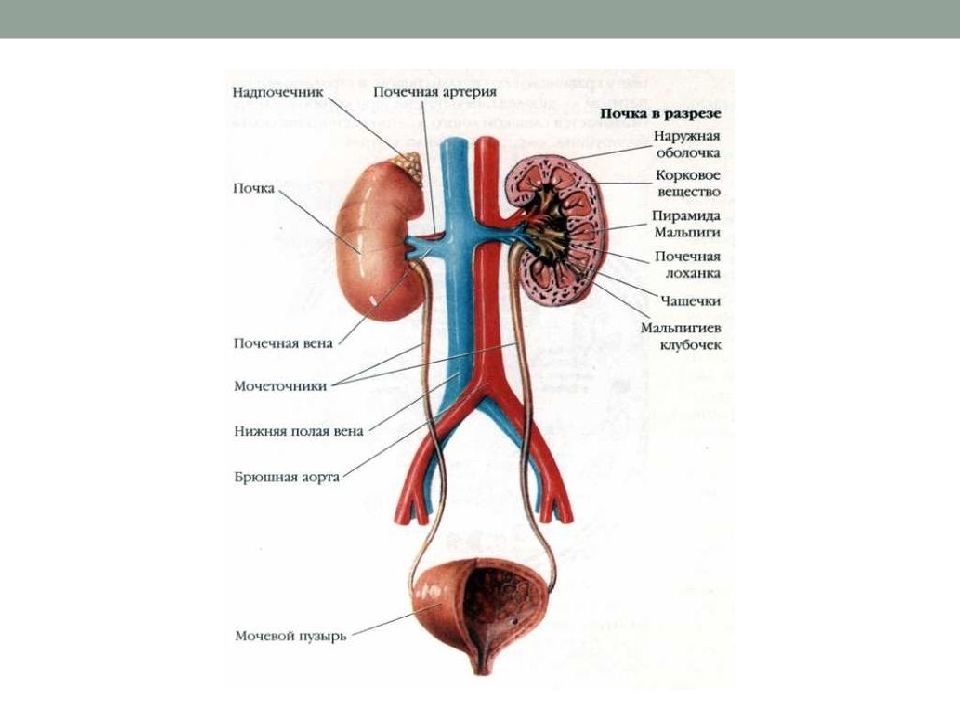 Мочевая система мужчины в картинках