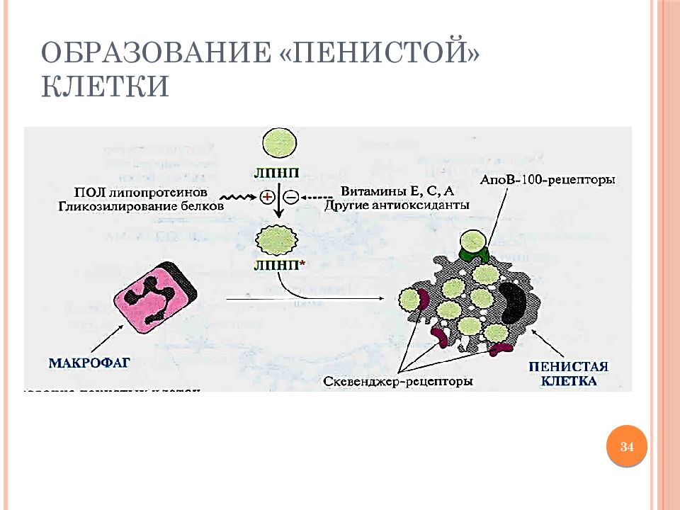 Образование клеток. Пенистые клетки. Пенистые клетки образуются. Пенистые клетки при атеросклерозе. Образование пенистых клеток.