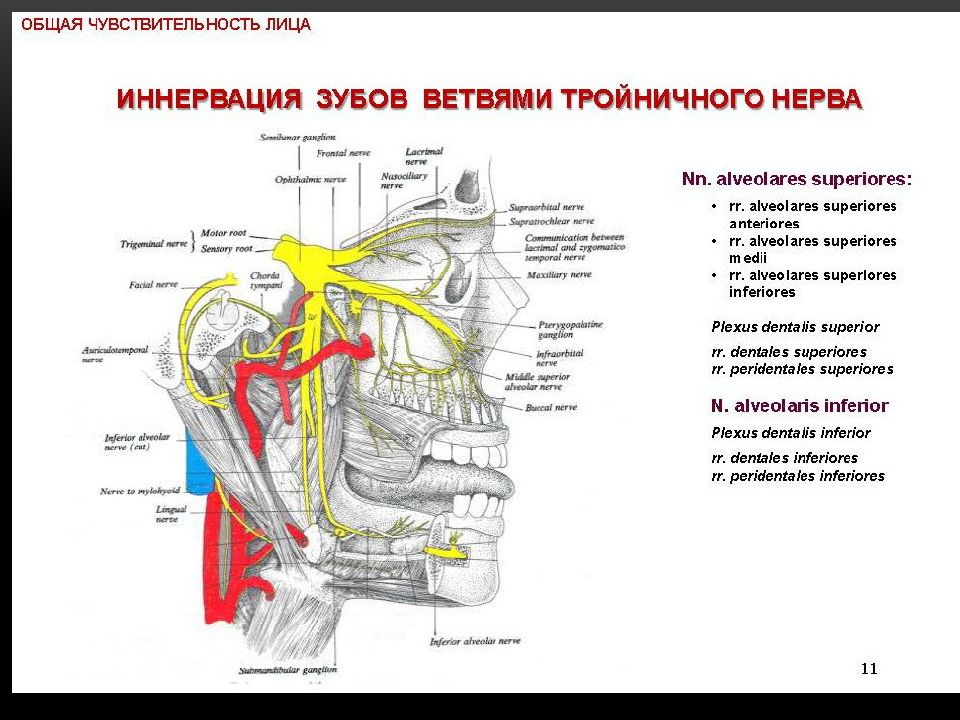 Тройничный нерв после операции. Блокада ветвей тройничного нерва. Блокада точек выхода тройничного нерва. Схема черепных нервов.