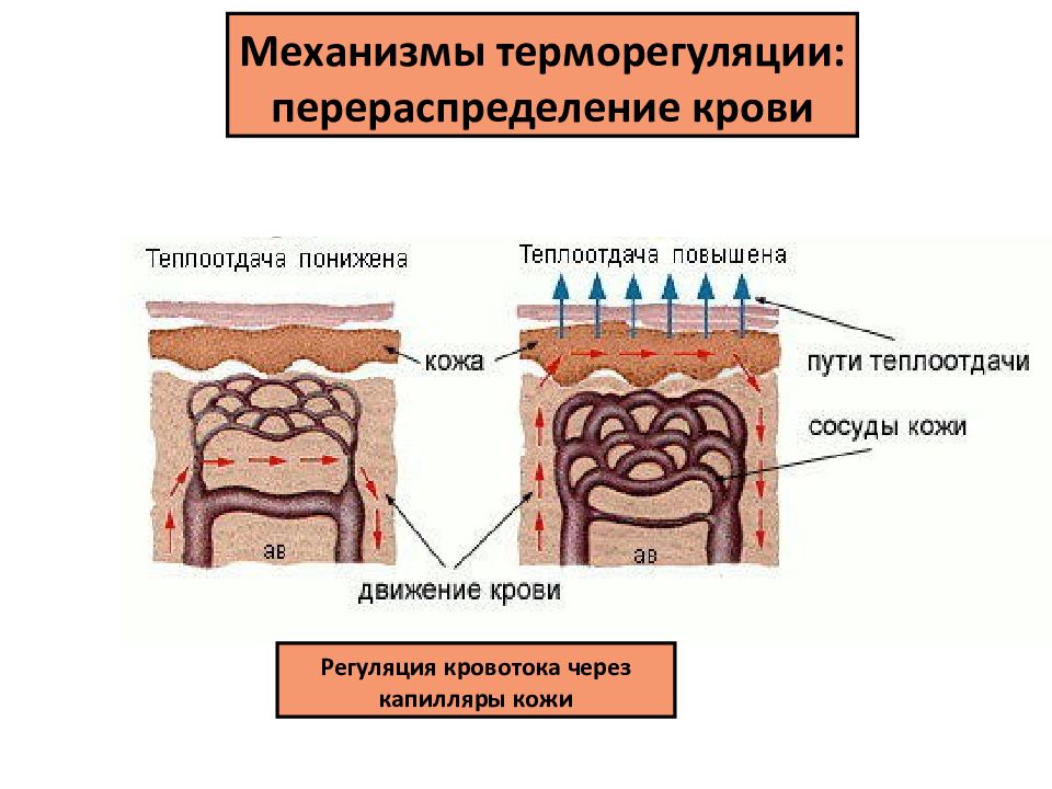 Кожа и терморегуляция. Срыв механизмов терморегуляции.