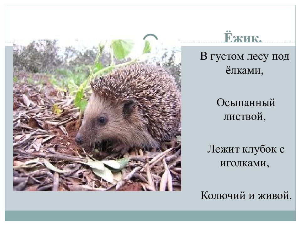Песня на пеньке под елкой