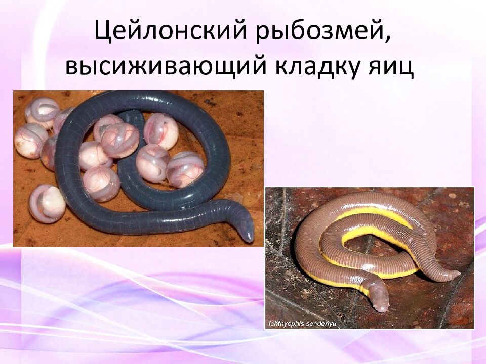 Цейлонский рыбозмей, высиживающий кладку яиц