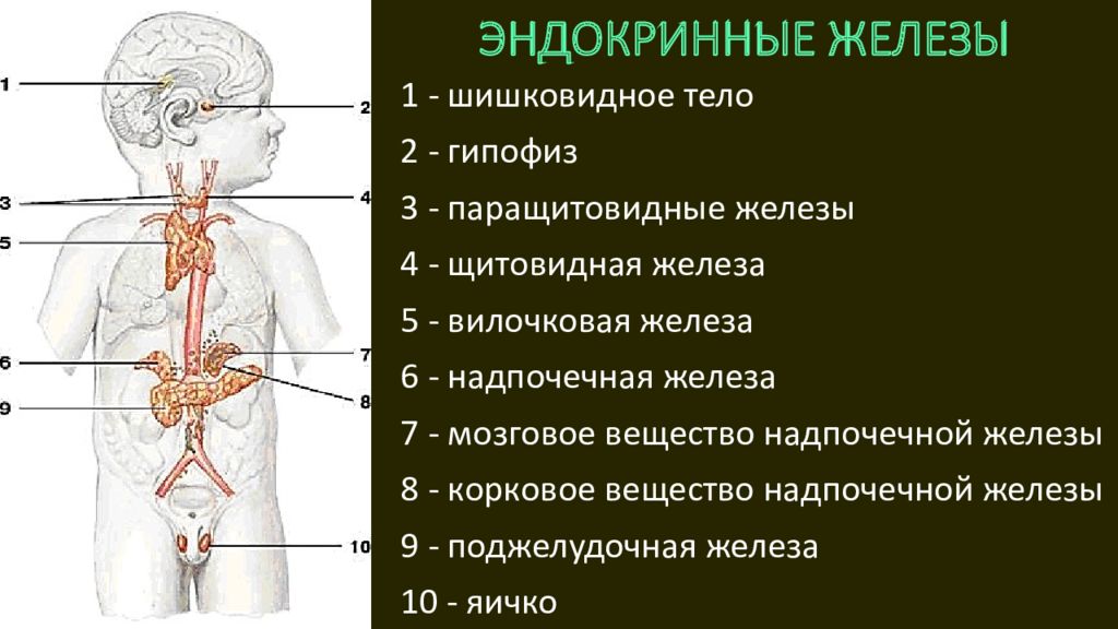 Железы 6. Эндокринные железы строение и функции. Афо эндокринной системы. Строение эндокринной системы у детей. Эндокринная система у детей педиатрия.