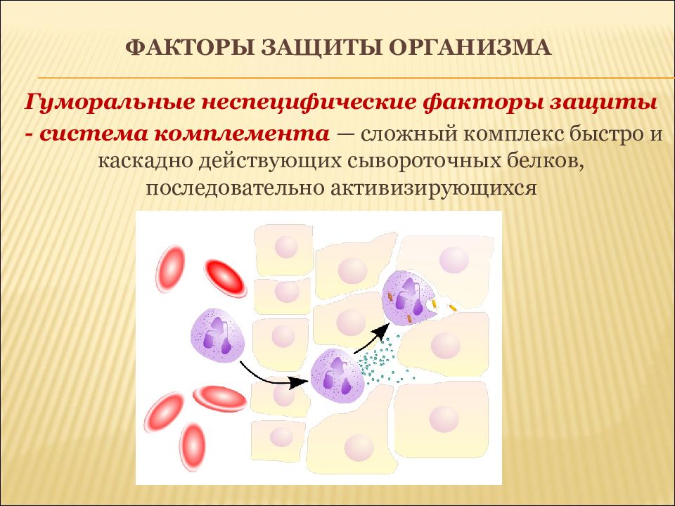 Факторы защиты человека