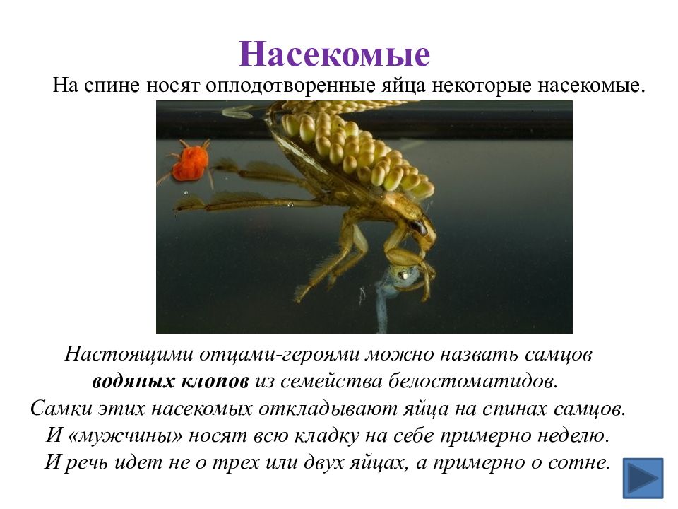 Забота о потомстве 9 класс биология презентация