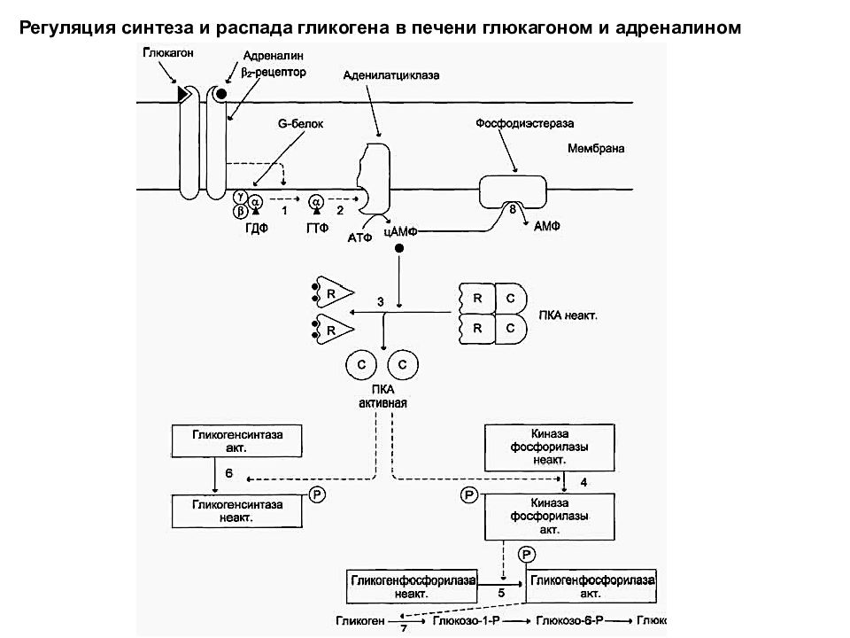 Синтез глюкагона биохимия схема