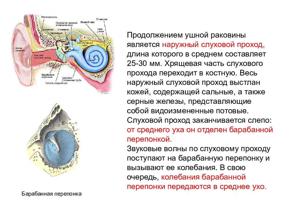 Барабанная перепонка. Наружная поверхность барабанной перепонки войстлана. Наружная поверхность барабанной перепонки покрыта. Вторичная барабанная перепонка функции. Барабанная перепонка строение и функции.