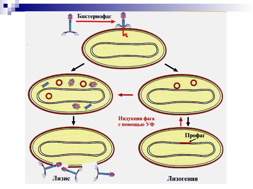 Лизогенный цикл. Лизогения бактериофагов микробиология. Лизогенный цикл бактериофага это. Лизогенный цикл развития бактериофага. Умеренные бактериофаги и лизогения бактериофагов.