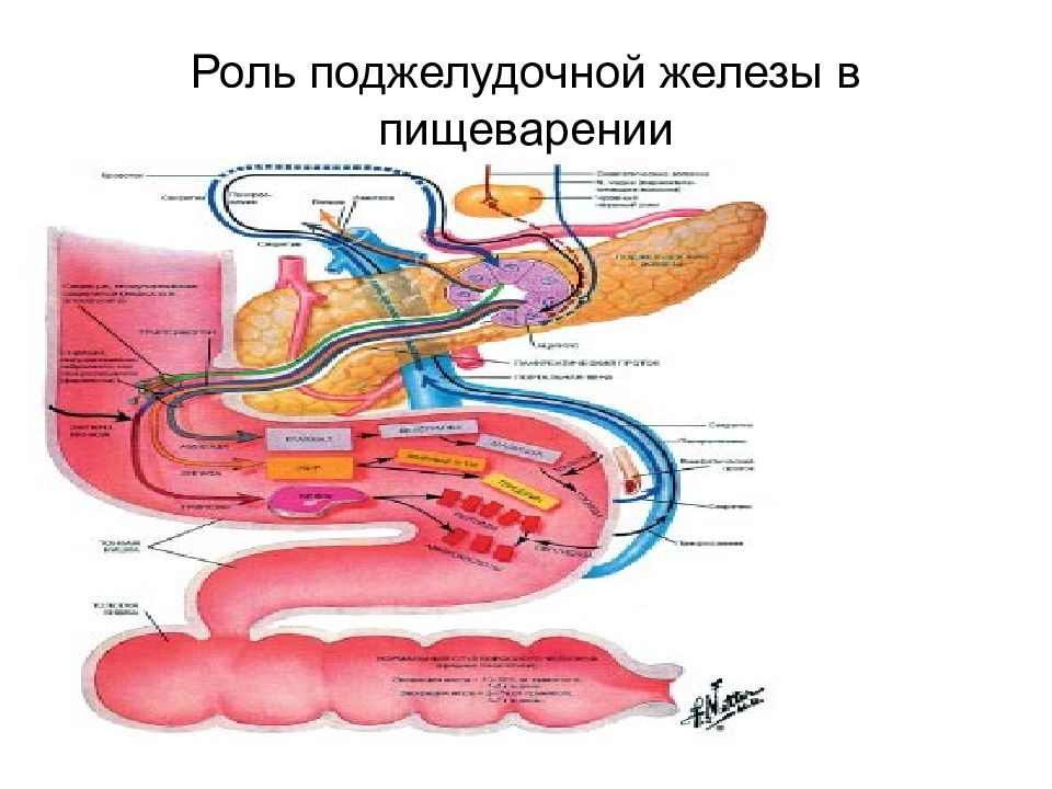 Роль пищеварительных желез. Поджелудочная железа процессы пищеварения. Участие поджелудочной железы в пищеварении. Роль поджелудочной железы в организме. Роль поджелудочной железы в процессе пищеварения.
